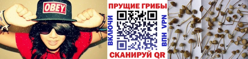 Галлюциногенные грибы мицелий  цены   Лесосибирск 