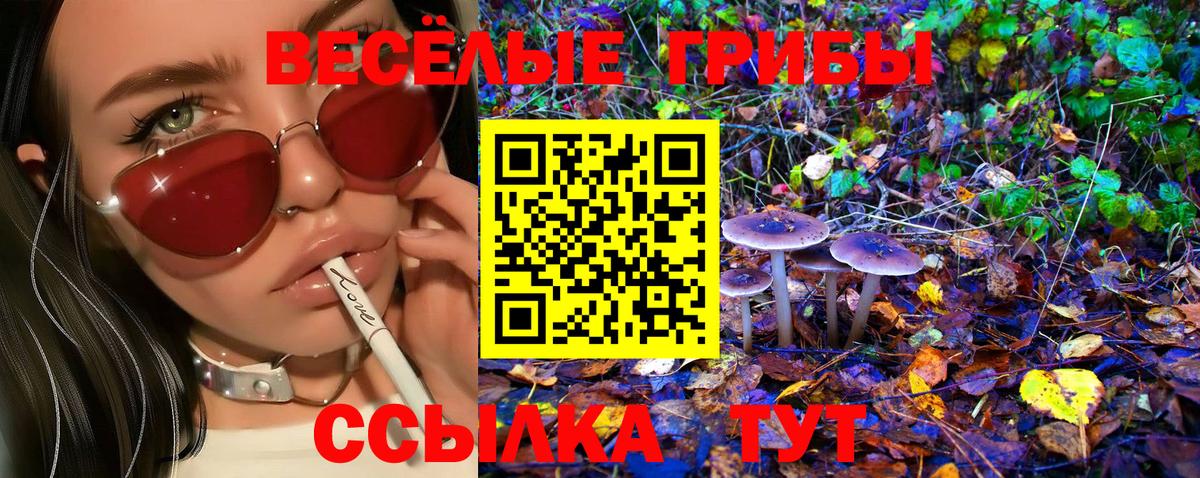 Галлюциногенные грибы Psilocybine cubensis Лесосибирск
